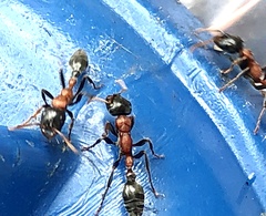 Tetraponera rufonigra