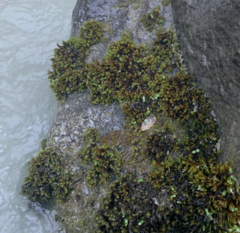 Schistidium rivulare