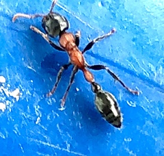 Tetraponera rufonigra