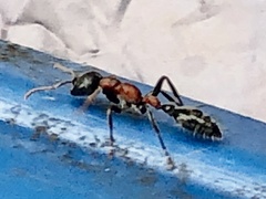 Tetraponera rufonigra