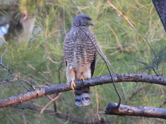 Rupornis magnirostris