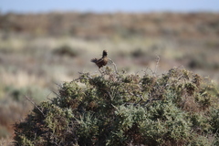 Cincloramphus cruralis