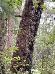 Corymbia calophylla