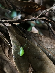 Cetratus rubropunctatus
