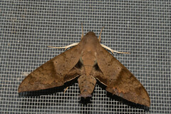 Pachylioides resumens