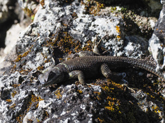 Sceloporus aureolus