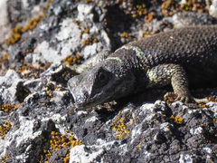 Sceloporus aureolus