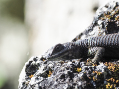 Sceloporus aureolus