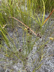 Schoenus curvifolius