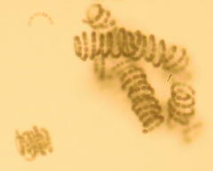 Nostocales