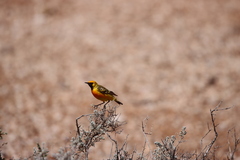 Epthianura aurifrons