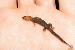 Lepidoblepharis