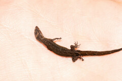 Lepidoblepharis