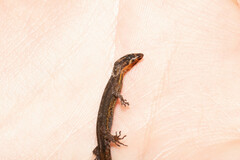 Lepidoblepharis