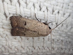 Proteuxoa hypochalchis