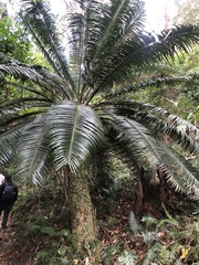 Lepidozamia peroffskyana