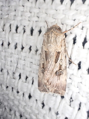 Agrotis munda