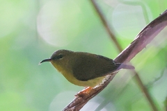 Aethopyga christinae