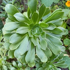 Aeonium