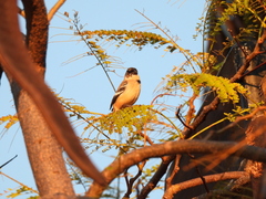 Sporophila morelleti