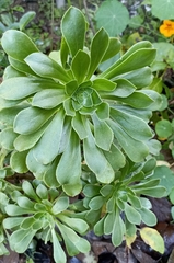 Aeonium