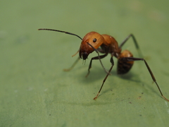 Camponotus nicobarensis