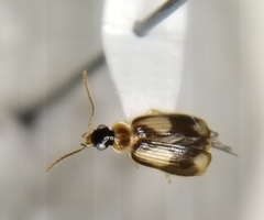Lebia