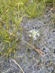 Pimelea longiflora