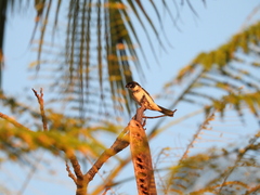 Sporophila morelleti