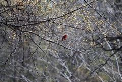Cardinalis cardinalis