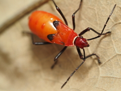 Pyrrhocoridae