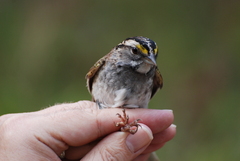 Zonotrichia albicollis