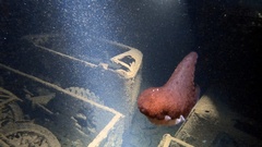 Hexabranchus
