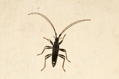 Disteniidae