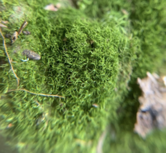 Trichodon cylindricus