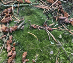 Trichodon cylindricus