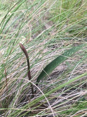 Cryptostylis leptochila