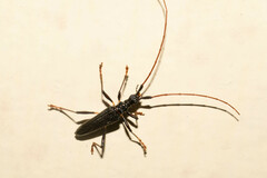 Disteniidae