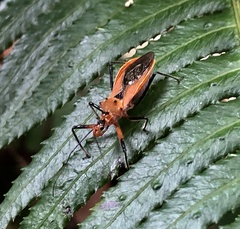 Gminatus australis