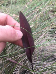 Cryptostylis leptochila