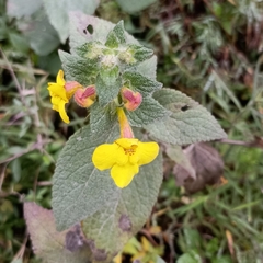 Lindenbergia grandiflora