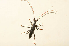 Disteniidae