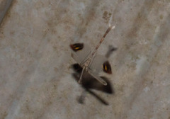 Angela quinquemaculata