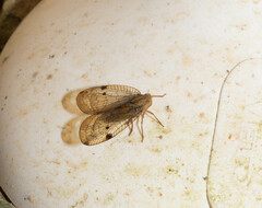 Nogodinidae