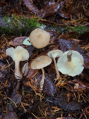 Ampulloclitocybe