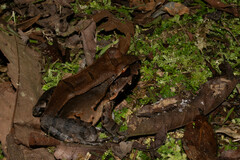 Leptodactylus pentadactylus