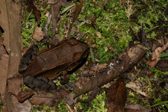 Leptodactylus pentadactylus