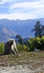 Semnopithecus schistaceus