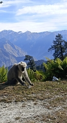 Semnopithecus schistaceus