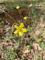 Ranunculus occidentalis